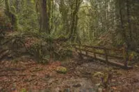 Zachwycające Skarby Przyrody: Puszcze Polski