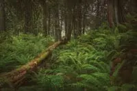 Tropikalne Skarby Świata: Rośliny Deszczowych Lasów jako Źródło Leków