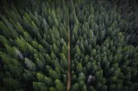 Zaskakujący Świat Drzew Iglastych: Kiedy Płeć Zależy od Perspektywy