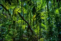 Tropikalne Lasy – Skarby Świata