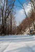 Największy las na świecie – tajga