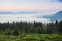 Sekrety efektywnego leśnictwa: Jak zarządzać lasami na świecie?