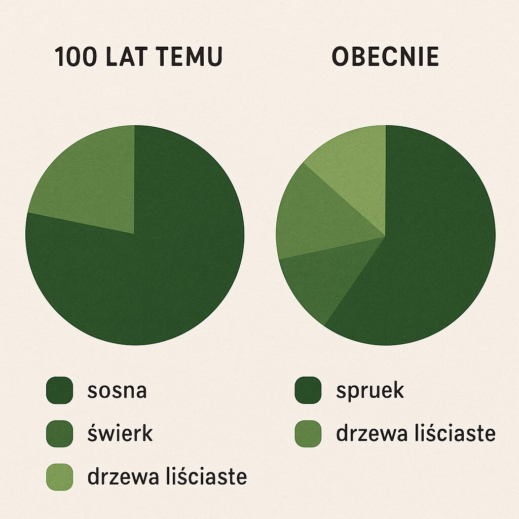Jak zmienia się skład gatunkowy lasów w Polsce na przestrzeni 100 lat.