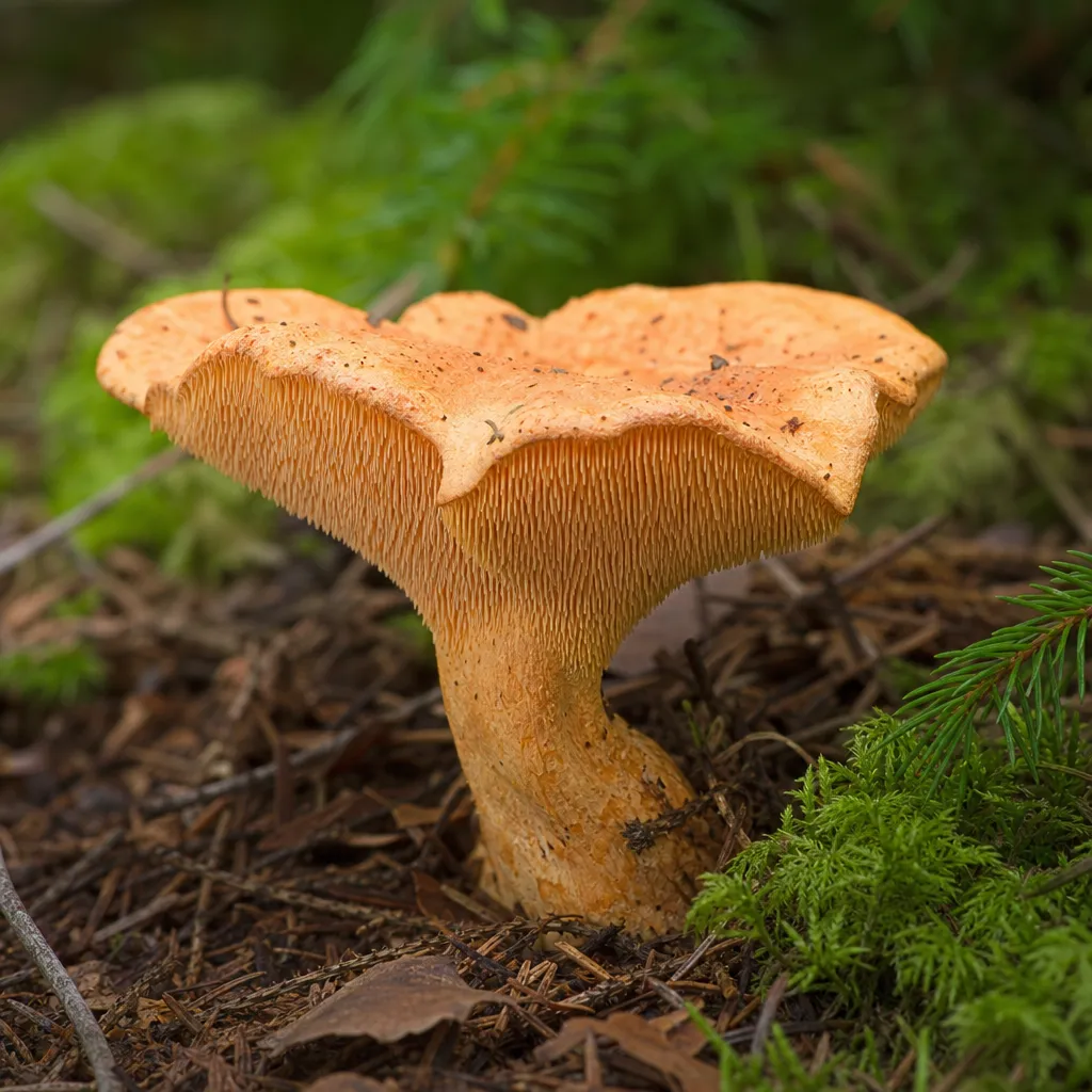 Kolczakówka pomarańczowa – Hydnellum aurantiacum
