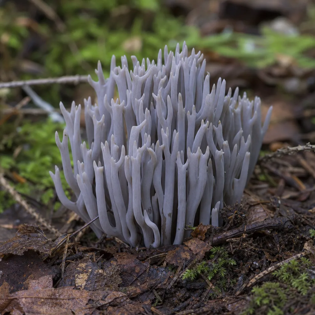 Goździeńczyk popielaty - Clavulina cinerea