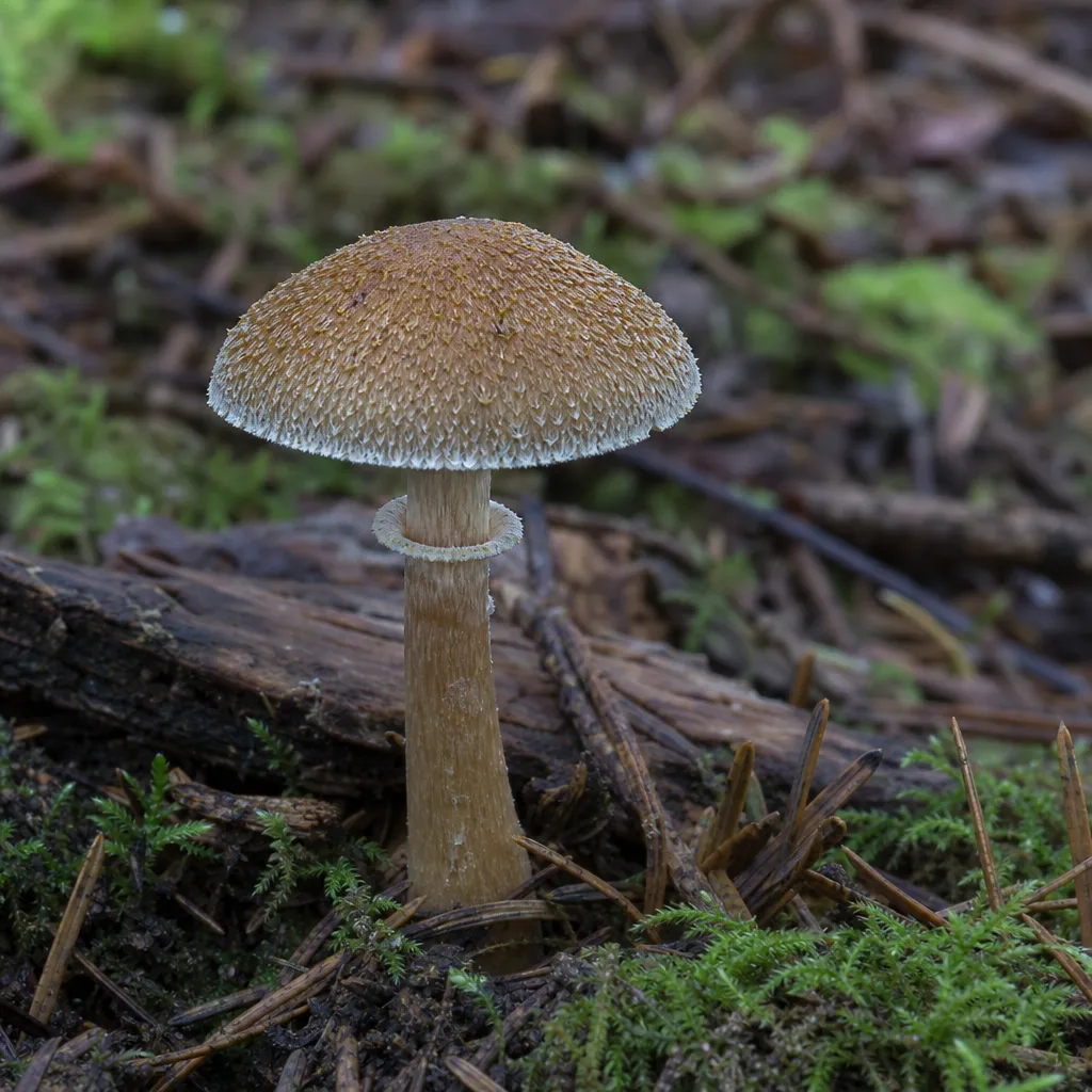 Staheliomyces obrączkowany – Staheliomyces cinctus