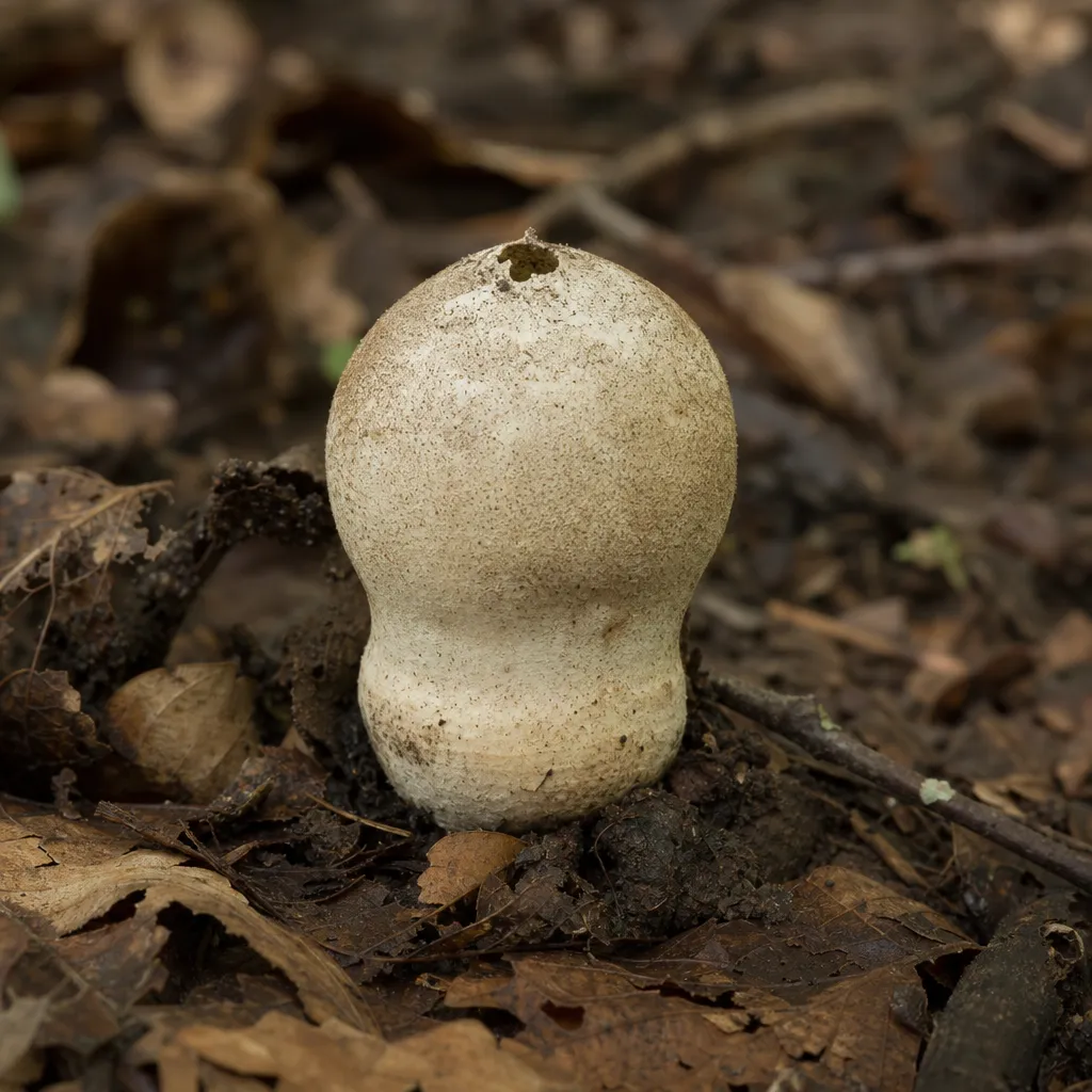 Purchawka workowata - Lycoperdon excipuliforme