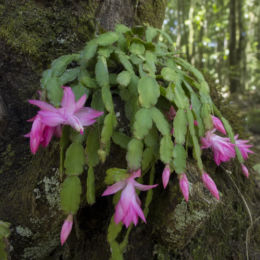 Szlumbergera ucięta - Schlumbergera truncata