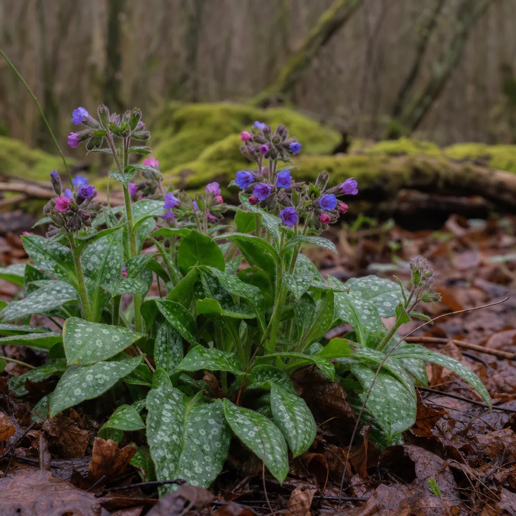 Miodunka lekarska - Pulmonaria officinalis