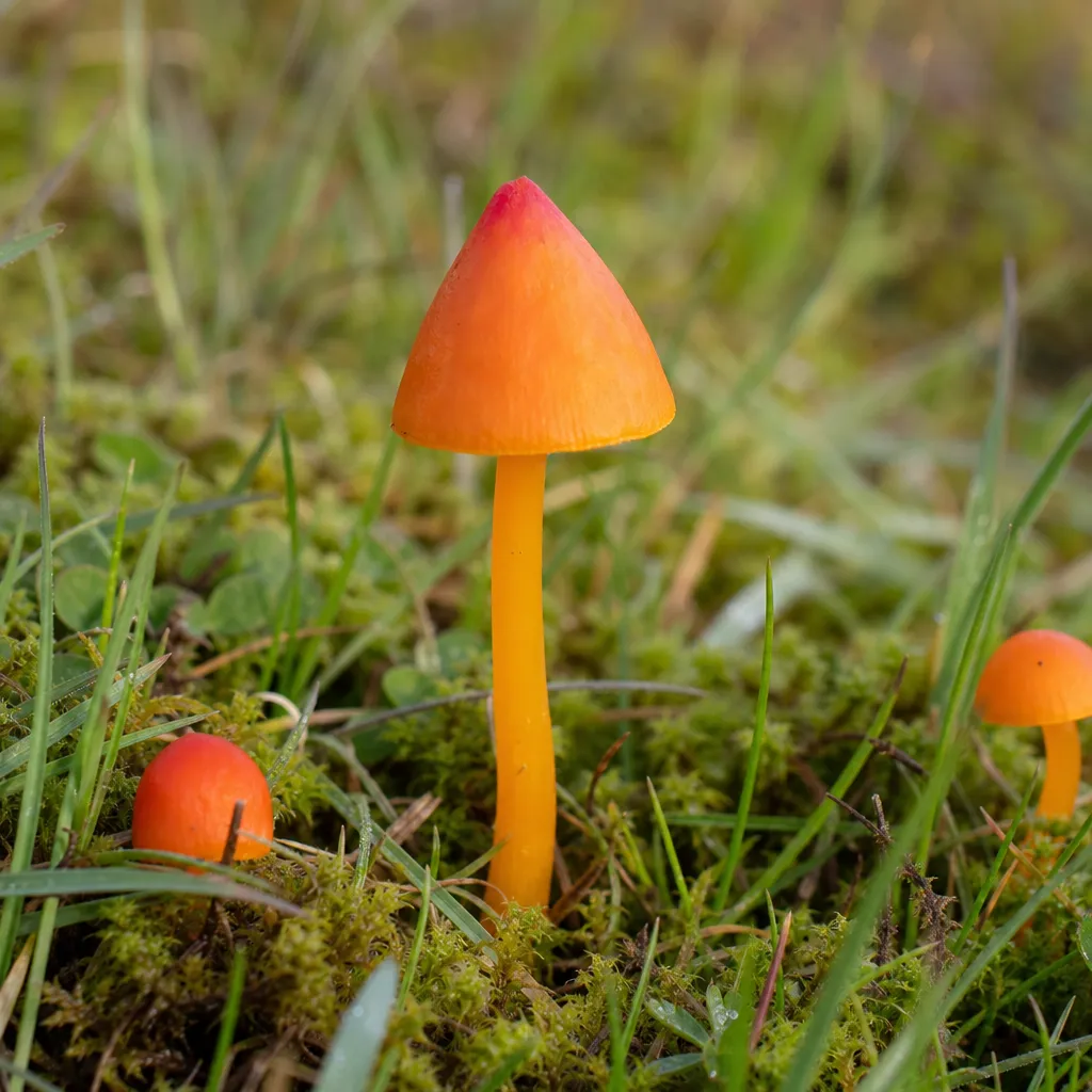 Wilgotnica stożkowata – Hygrocybe conica